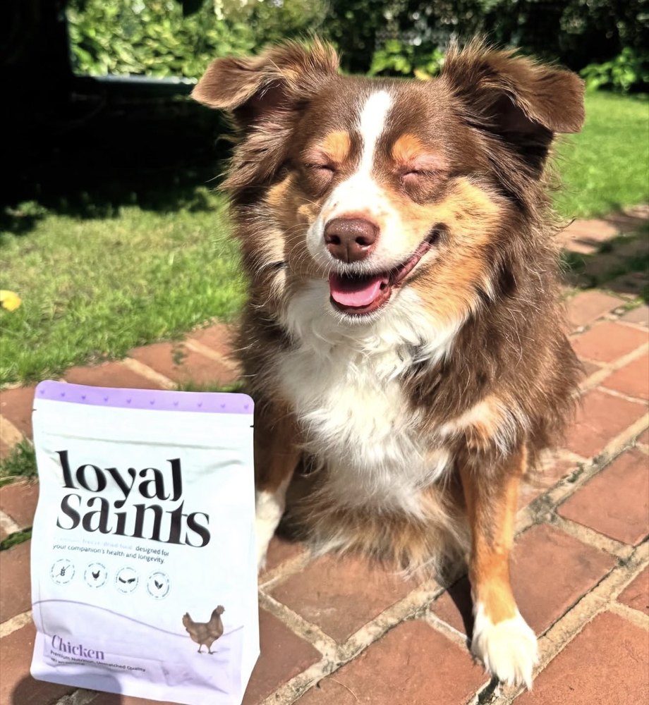 A Loyal Saints dog